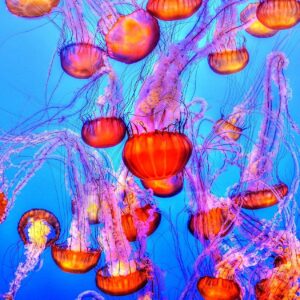 Top 4 Aquariums In Australia