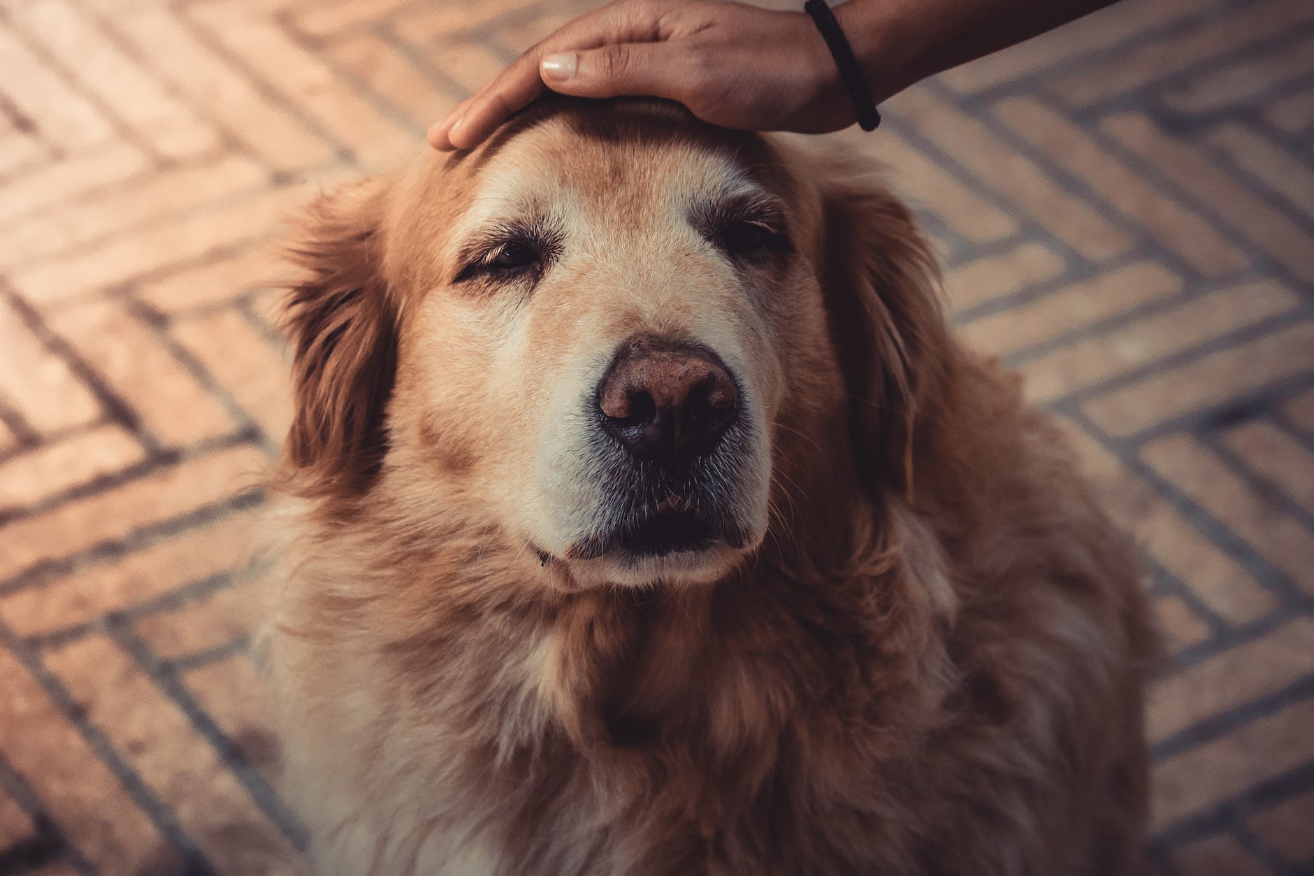 photo of person petting a dog