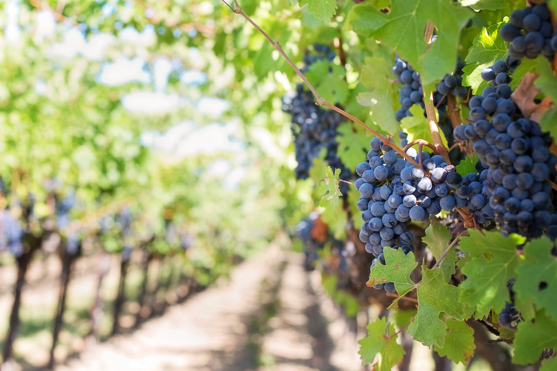 grapes on vineyard during daytime