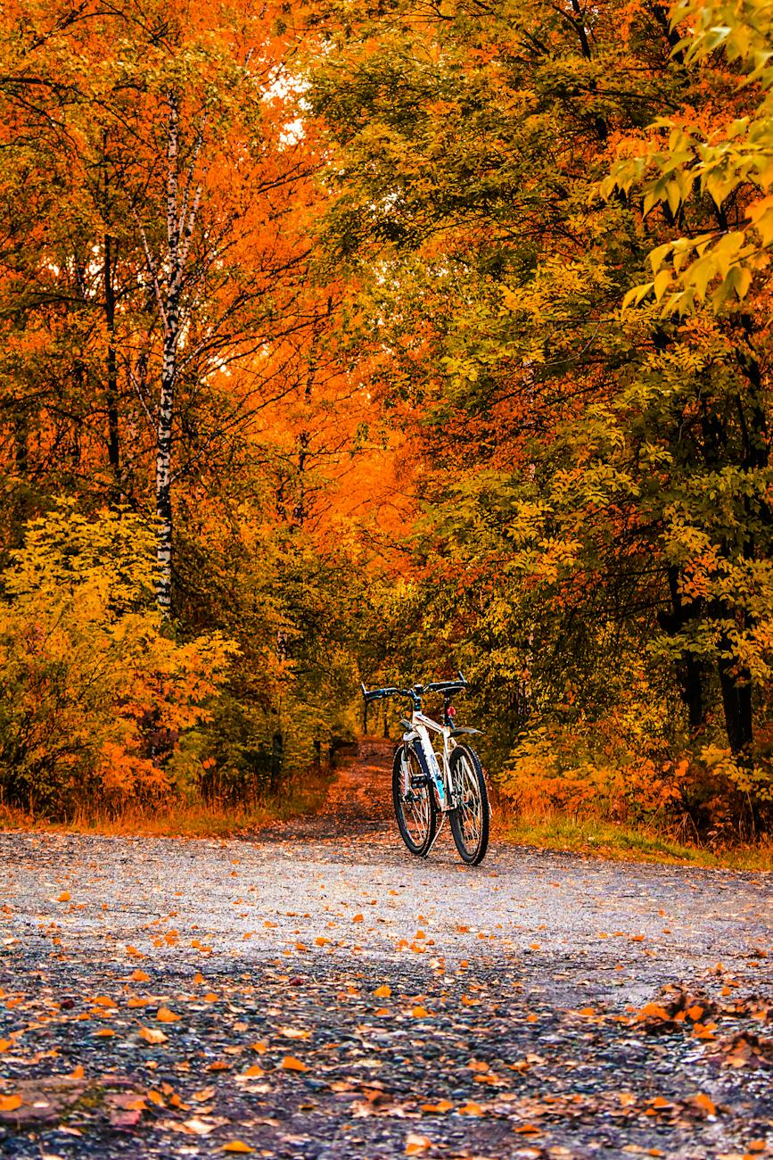 white bicycle in between brown and green leafed trees